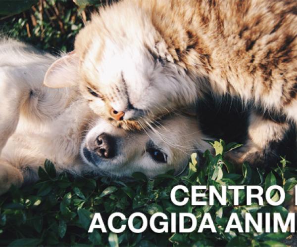 Terapia animales